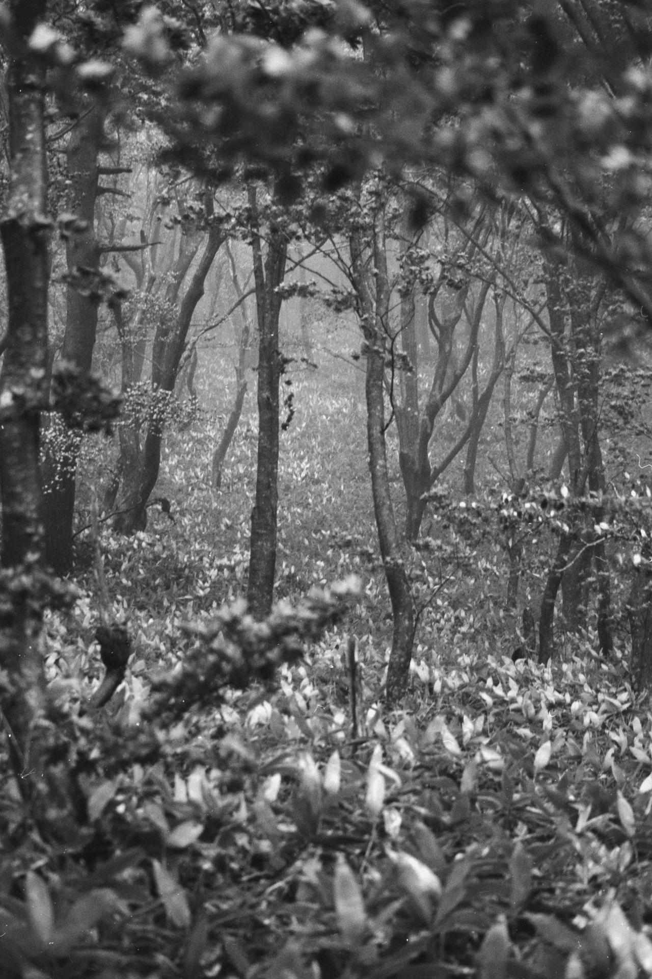 Thumbnail /2022 Korea/_Jeju/_pflanzen jeu II.jpg